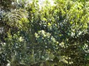 Bois de näfle  EugÇnia buxifolia EndÇmique