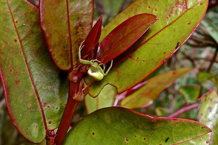 Araignée Ledouxia alluaudi .(sur Phyllanthus ) thomisidae.endémique Réunion Maurice .P1021181