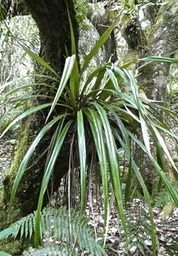 Astelia Hemichrysa .ananas marron.asteliaceae.endémique Réunion Maurice.P1021057