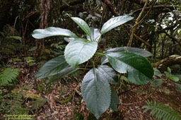 Claoxylon glandulosum. gros bois d'oiseaux.euphorbiaceae.endémique Réunion.P1021043