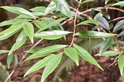 Embelia angustifolia - Liane savon - MYRSINACEAE - Endémique Réunion