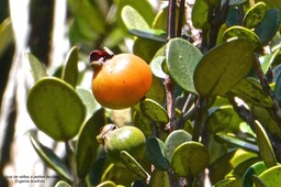 Eugenia buxifolia .bois de nèfles à petites feuilles.(fruit vert et fruit mûr ) myrtaceae.endémique Réunion.P1021002