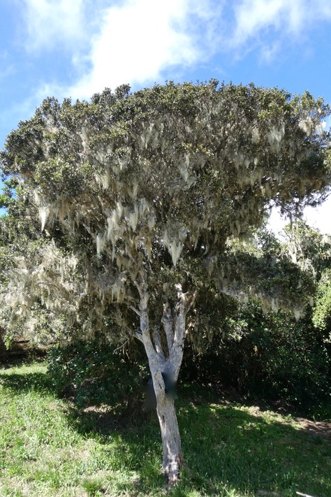 Eugenia buxifolia .bois de nèfles à petites feuilles .(envahi par Usnea barbata /barbe de Jupiter )myrtaceae.endémique Réunion.P1021009