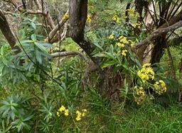 Faujasia salicifolia.chasse vieillesse. asteraceae.endémique Réunion.P1021210