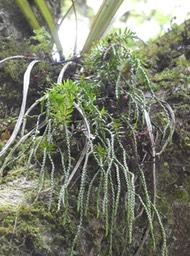 Huperzia ophioglossoides - Fougère épaulette - LYCOPODIACEAE - Indigène Réunion, Maurice