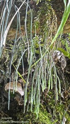 Huperzia ophioglossoides. fougère épaulette.lycopodiaceae.indigène Réunion.P1021059