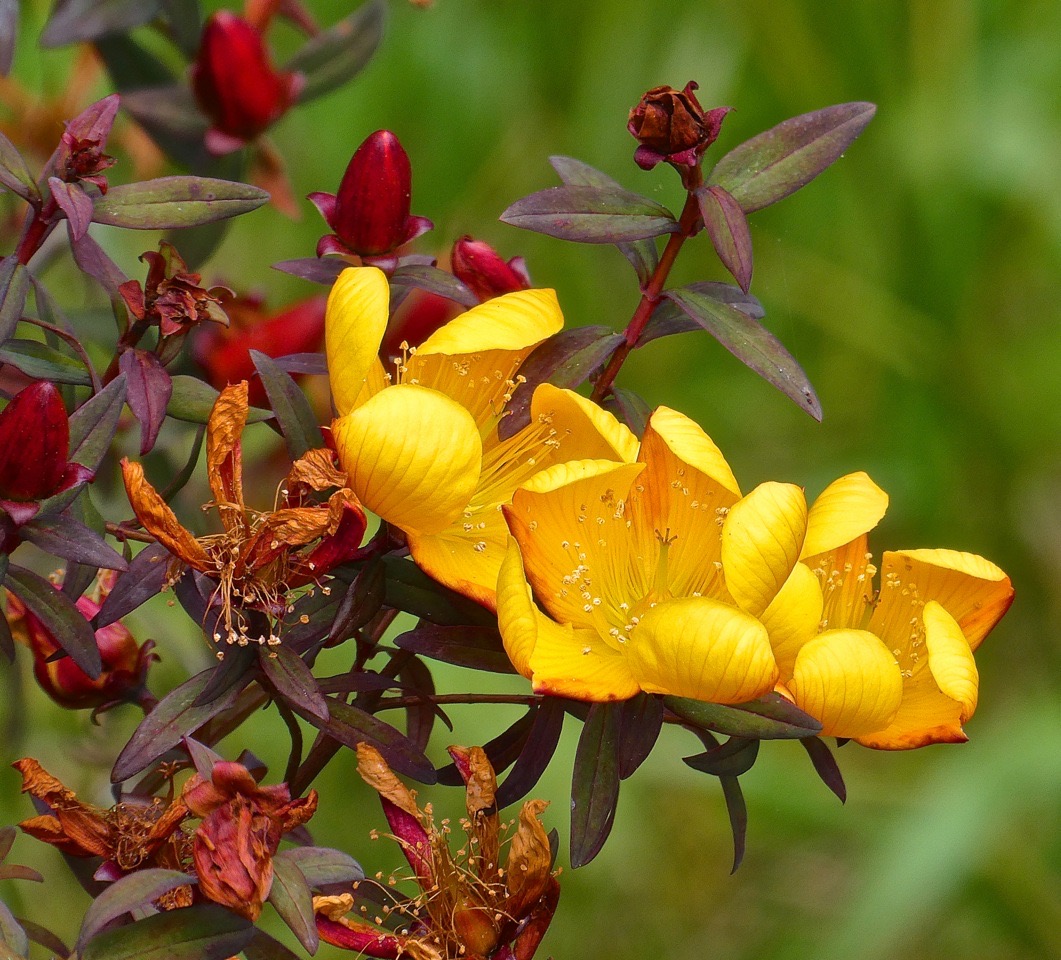 Hypericum lanceolaum. .fleur jaune . hypericaceae.P1021092