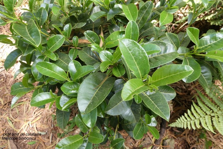 Melicope borbonica.petit bois de catafaille. (odorant )rutaceae.endémique Réunion.P1021155