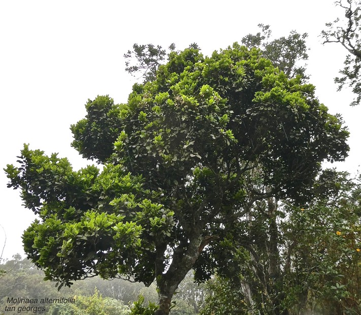 Molinaea alternifolia .tan georges .sapindaceae.endémique Réunion Maurice.P1021224