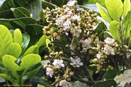 Molinaea alternifolia.tan georges. (fleurs et fruits en formation )sapindaceae.endémique Réunion Maurice .P1021225