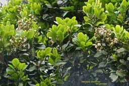Molinaea alternifolia.tan georges .sapindaceae. endémique Réunion Maurice.P1021229