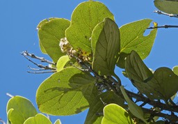 Monimia rotundifolia.mapou à grandes feuilles.(avec inflorescence mâle )monimiaceae.endémique Réunion.P1020988