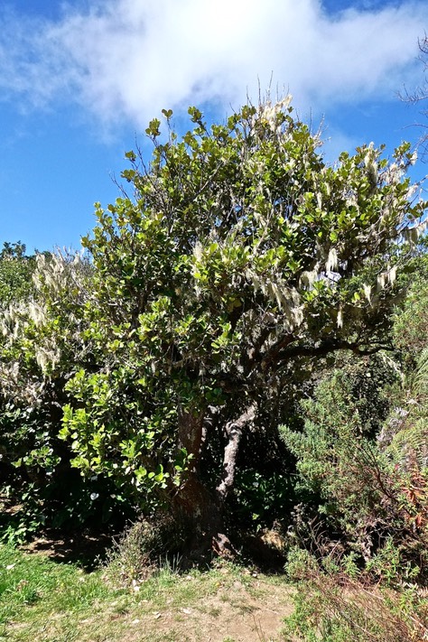 Monimia rotundifolia.mapou à grandes feuilles.monimiaceae.endémique Réunion.P1020996