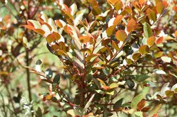 Phyllanthus cosangineus - Bois de négresse - PHYLLANTHACEAE - Endémique Réunion - MB2_4235
