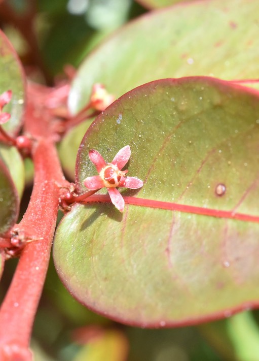 Phyllanthus cosangineus - Bois de négresse - PHYLLANTHACEAE - Endémique Réunion - MB2_4239b