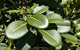 Sideroxylon borbonicum. bois de fer bâtard.natte coufine.(avec boutons floraux )sapotaceae.endémique Réunion;P1020999