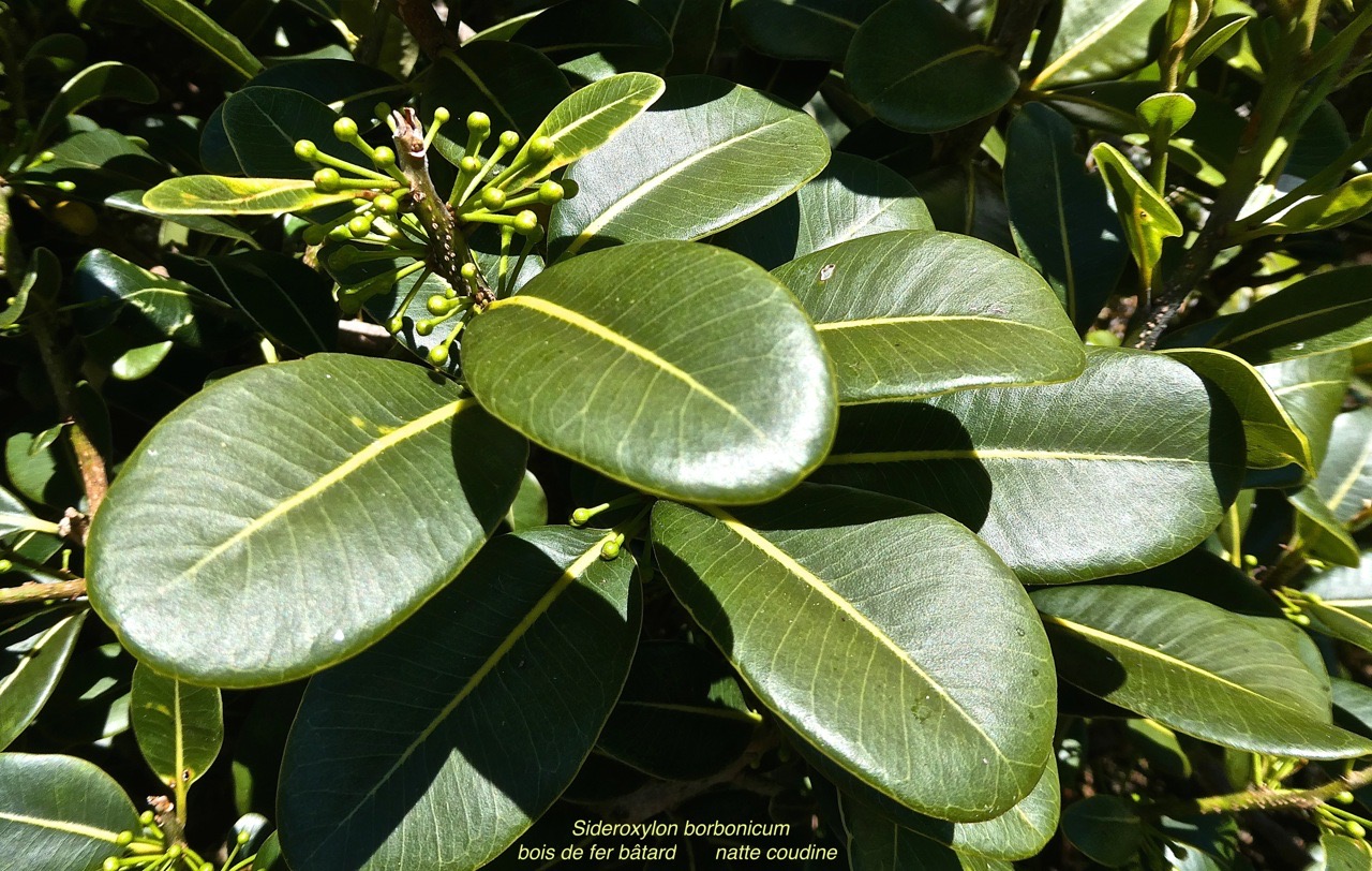 Sideroxylon borbonicum. bois de fer bâtard.natte coufine.(avec boutons floraux )sapotaceae.endémique Réunion;P1020999