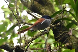 Terpsiphone bourbonnensis - Oiseau la Vierge - MONARCHIDAE - Endémique La Réunion