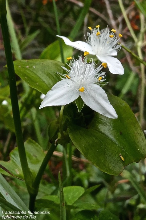 Tradescantia fluminensis.éphémère de Rio.commelinaceae.potentiellement envahissante.P1021111