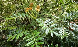 Weinmannia tinctoria .Tan rouge.cunoniaceae.endémique Réunion Maurice.P1021153