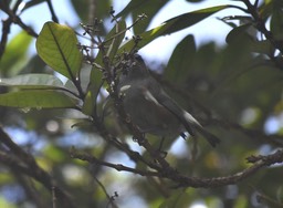Zosterops borbonicus - Oiseau blanc - ZOSTEROPIDAE - Endémique Réunion - MB2_4198c