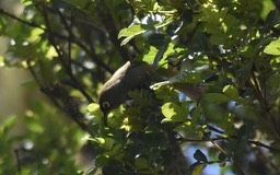 Zosterops olivaceus - Oiseau vert - ZOSTEROPIDAE - Endémique Réunion - MB2_4189b