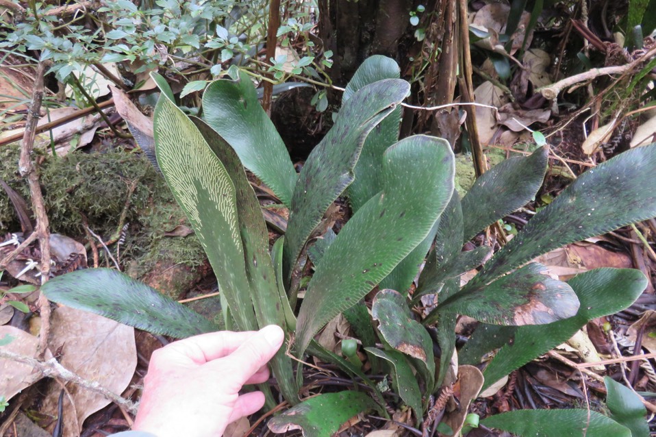 14 Antrophyum boryanum - Langue de boeuf - Pteridaceae - Madagascar, Comores et Mascareignes