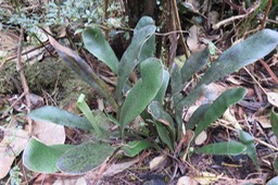 15 Antrophyum boryanum - Langue de boeuf - Pteridaceae - Madagascar, Comores et Mascareignes