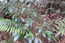 16 Maillardia borbonica - Bois de sagaie ou  Bois de maman - MORAC.  endémique