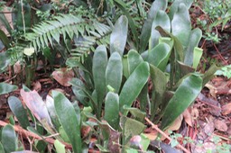 21 Antrophyum boryanum - Langue de boeuf - Pteridaceae - Madagascar, Comores et Mascareignes