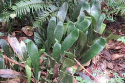 22 Antrophyum boryanum - Langue de boeuf - Pteridaceae - Madagascar, Comores et Mascareignes