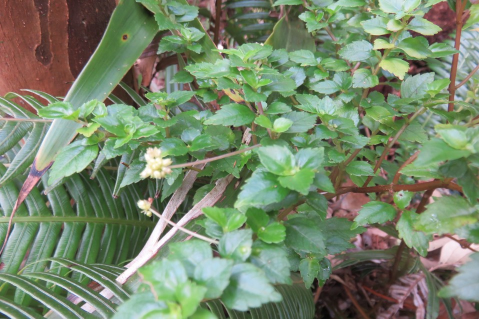 25 Pilea urticifolia (L. f.) Blume - Persil marron - Urticaceae - Endémique La Réunion