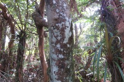 28 ??? Tronc de Weinmannia mauritiana - Petit bois de tan - CUNONIACEE Endémique M