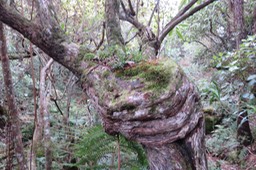 30 Très vieux très vénérable tronc de Forgesia racemosa - Bois de Laurent Martin - Escalloniacée