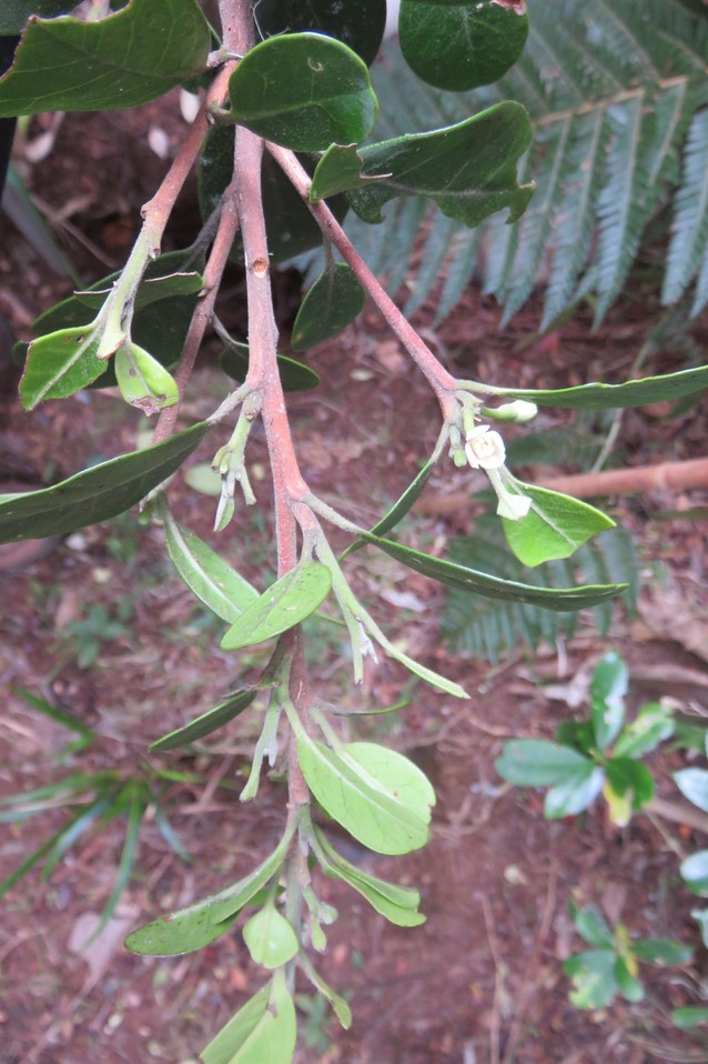 5 ??? Turraea thouarsiana - Bois de quivi - Meliaceae - endémique B M