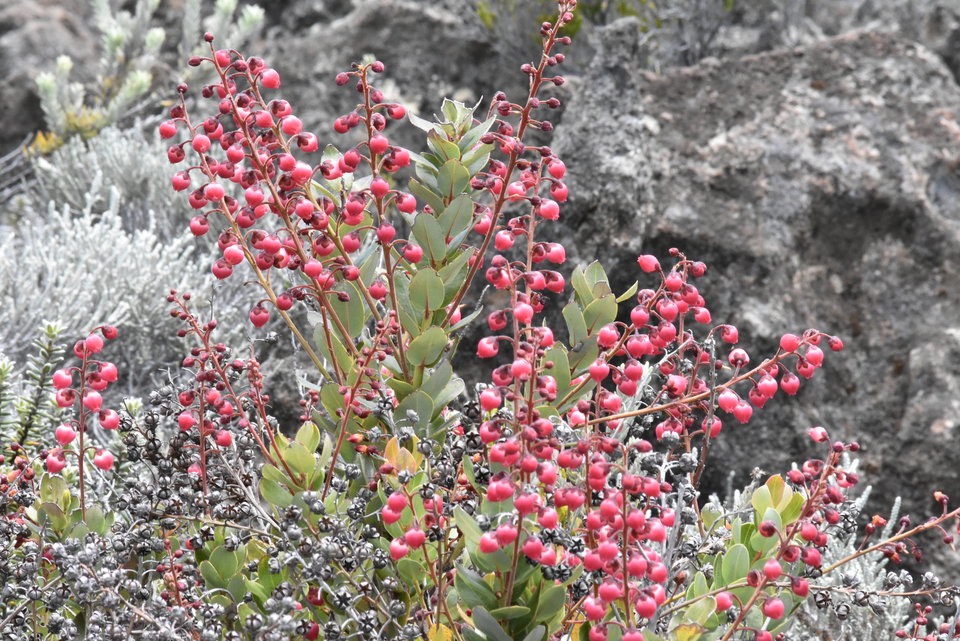 Agarista buxifolia - Petit Bois de rempart - ERICACEAE  - Endémique Réunion 