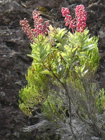 Agarista buxifolia .petit bois de rempart.ericaceae.P1700066