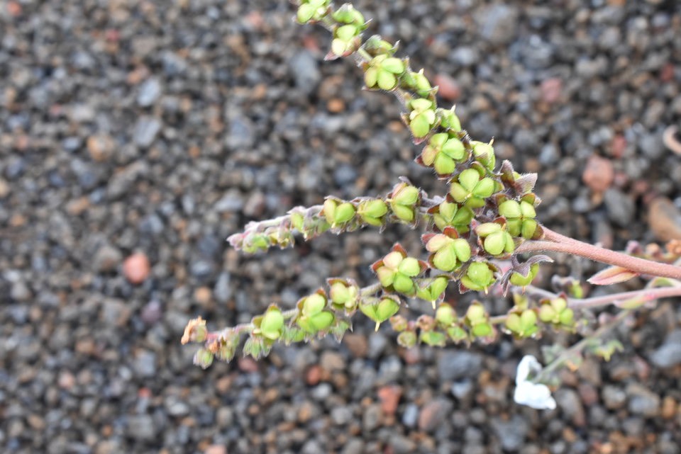 Cynoglossum borbonicum - Myosotis de Bourbon (fruits) - BORAGINACEAE - Endémique Réunion