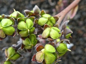 Cynoglossum borbonicum .myosotis de Bourbon. boraginaceae. endémique Réunion .(fruits verts) P1700204
