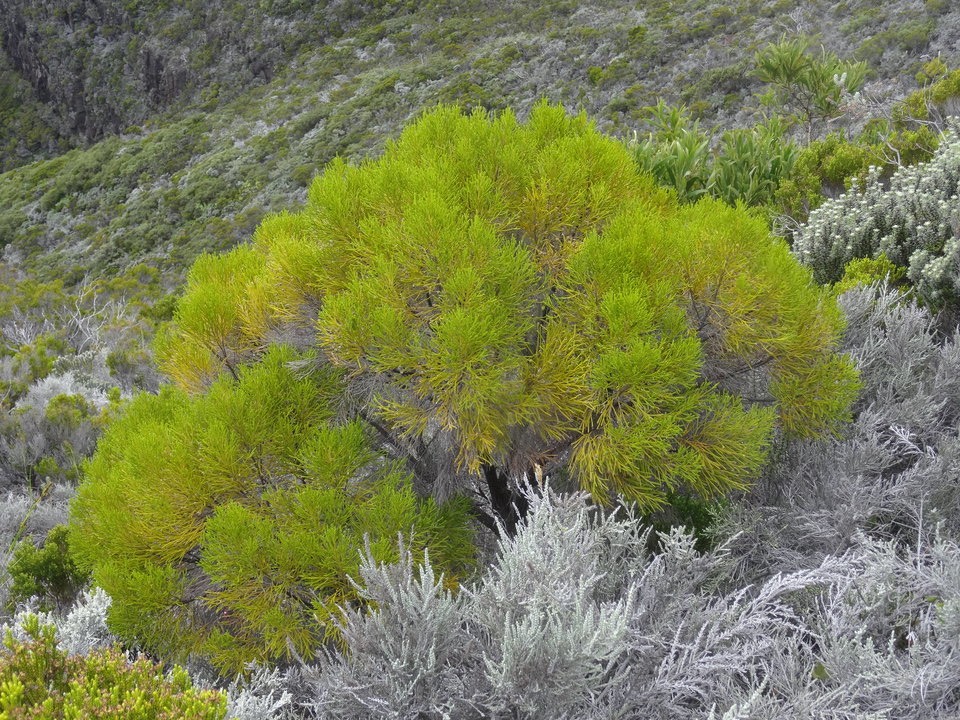 Erica arborescens - Branle filao - ERICACEAE - Endémique Réunion