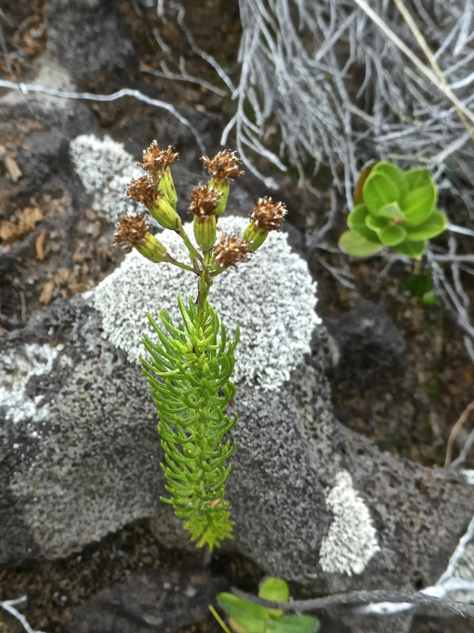Faujasia pinifolia .asteraceae.P1690923