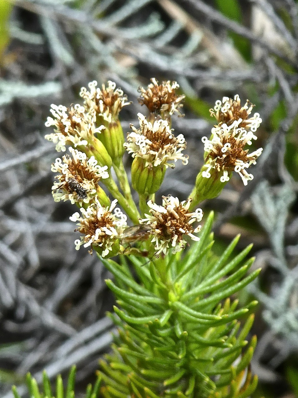 Faujasia pinifolia .asteraceae .endémique Réunion .P1690928