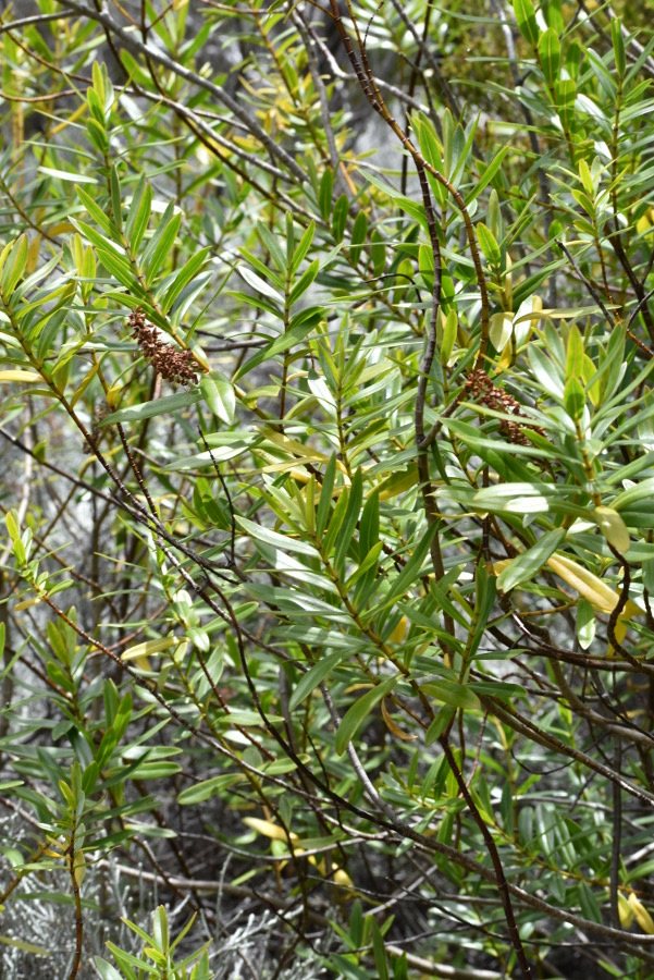 Hebe salicifolia - Grande Véronique - PLANTAGINACEAE - exo