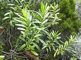 Hebe salicifolia .véronique arbustive . plantaginaceae P1690965
