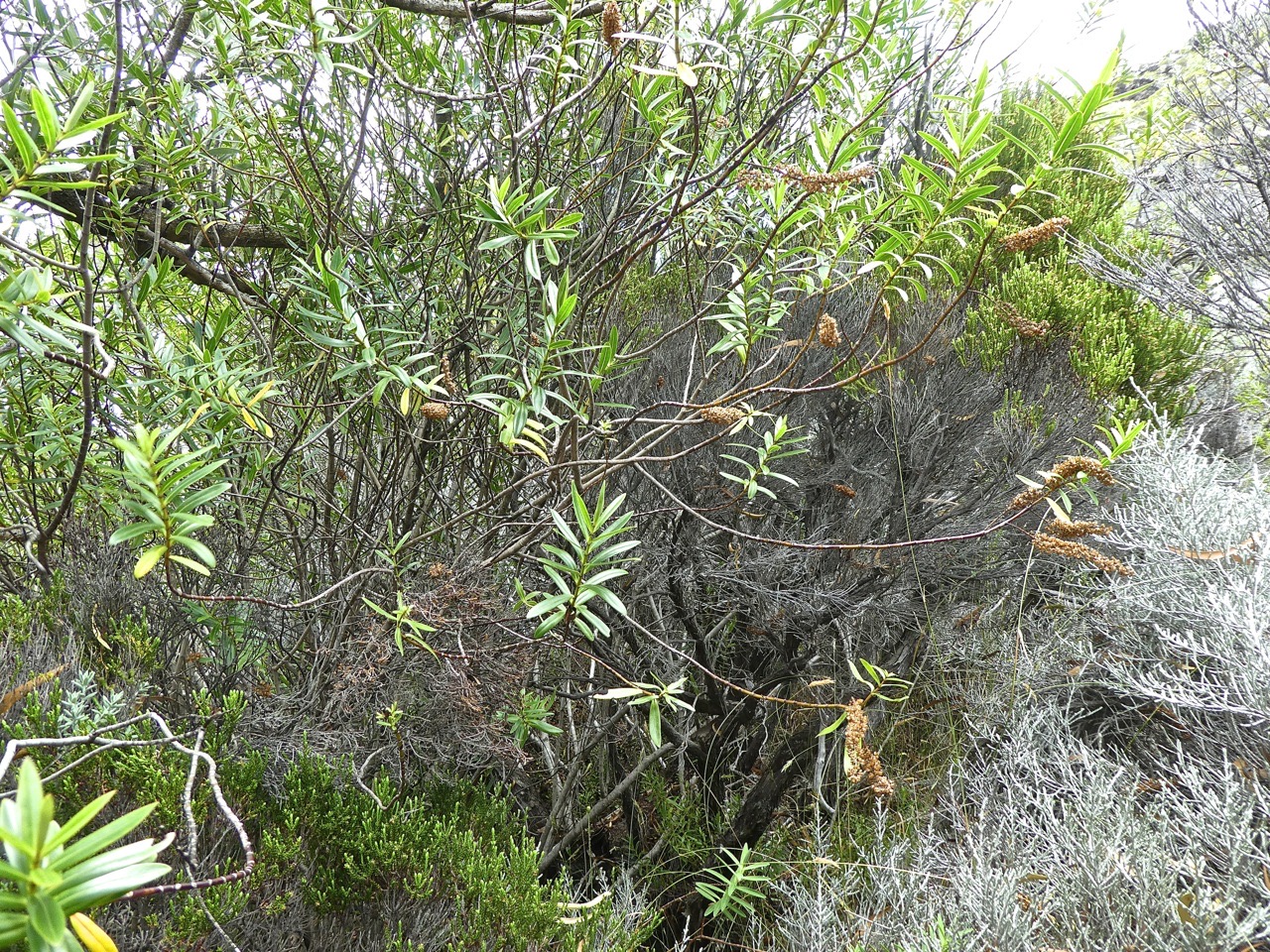 Hebe salicifolia .véronique arbustive .plantaginaceae P1690950