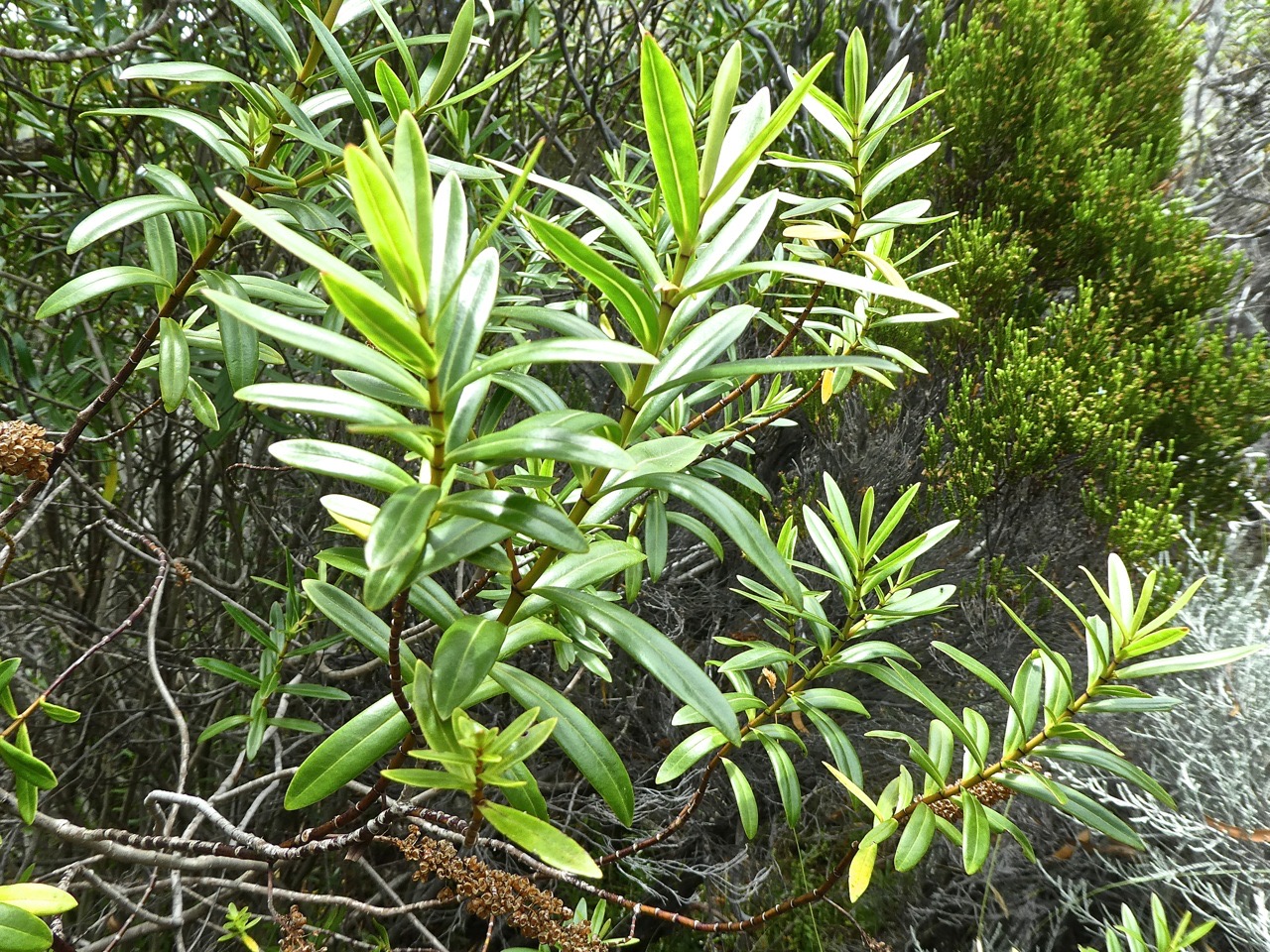 Hebe salicifolia .véronique arbustive . plantaginaceae P1690965