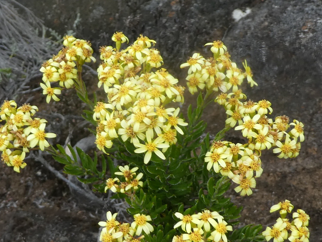 Hubertia tomentosa .ambaville blanche . asteraceae .endémique Réunion.P1700116