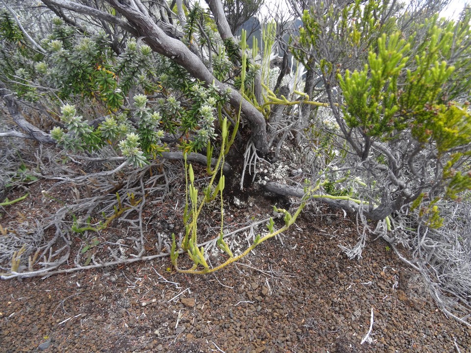 Lycopodium clavatum - LYCOPODIACEAE - Indigène Réunion, Maurice