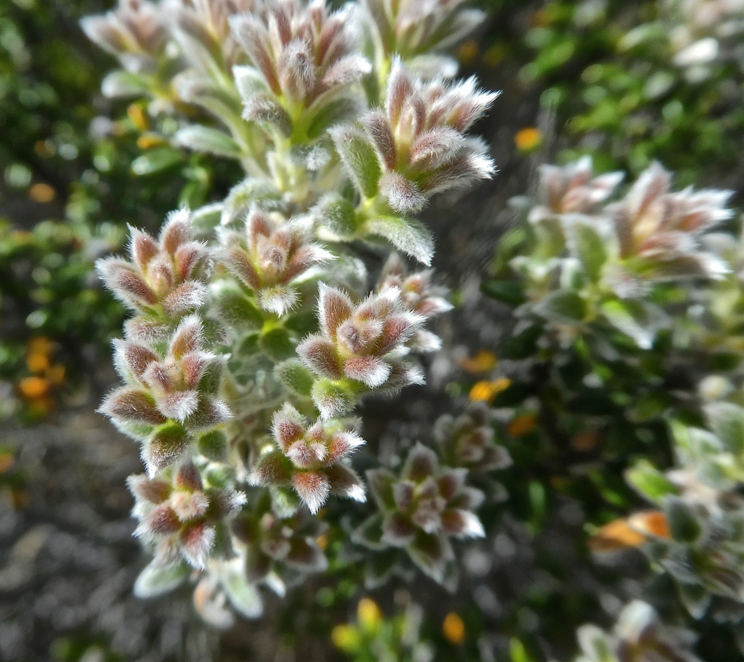 Phylica nitida .ambaville bâtard .rhamnaceae.endémique Réunion Maurice.P1700085