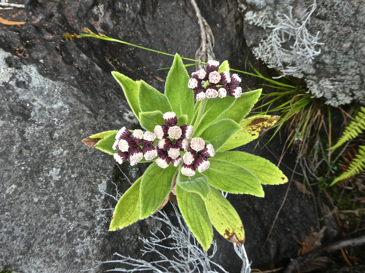 Psiadia anchusifolia ; tabac marron .asteraceae .endémique Réunion P1700014